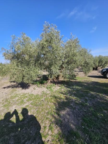 Foto 443697be-a840-4842-994b-75e9816c5292. Wohngrundstück in n/a in Navas del Selpillar Lucena