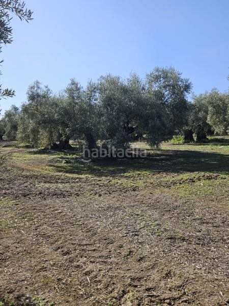 Foto c4c6ce5f-8e19-4e26-8828-aec02c2b9ef3. Wohngrundstück in n/a in Navas del Selpillar Lucena