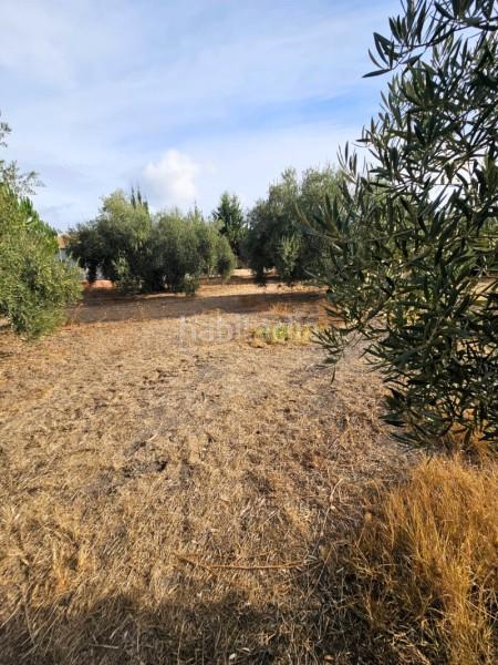 Foto 002a0e30-63a4-4b34-b55c-8de4f9cc5e29. Wohngrundstück in camino de la torca in Poleares Lucena