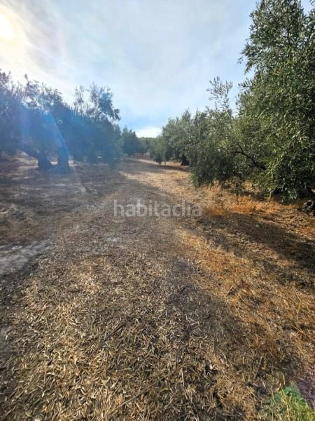 Foto 3b6cbd48-25bd-40c7-924b-49ba1b23bf2e. Wohngrundstück in camino de la torca in Poleares Lucena