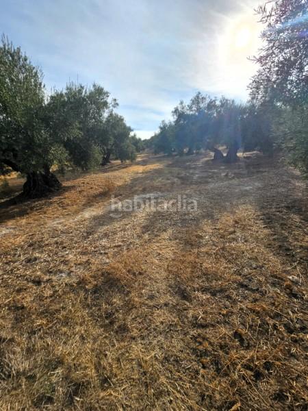 Foto d8e96e7d-dfd6-4c0d-ba28-c3dd4dcab017. Wohngrundstück in camino de la torca in Poleares Lucena