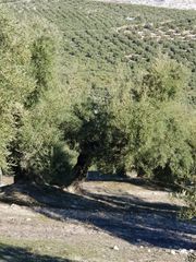 Residential Plot in San Francisco. Finca rústica en venta en  lucena, córdoba