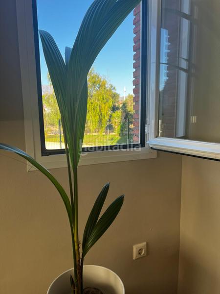 Foto 18591a0b-84a1-422a-a8b1-a785399ba0fe. Lloguer apartament a calle yuca 6 a Torrenueva Motril