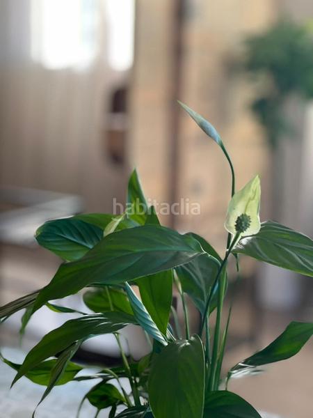 Foto f53117b7-3f2d-463b-9985-41db0cd950de. Miete appartement in calle yuca 6 in Torrenueva Motril