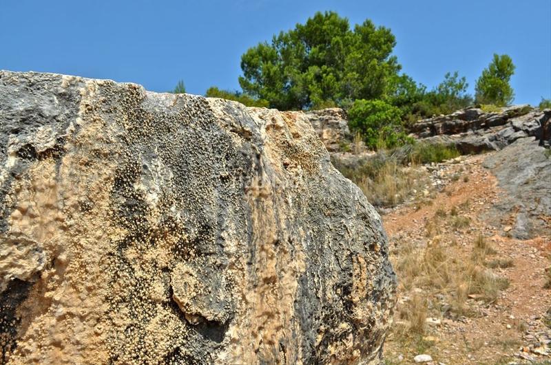 Foto 0d2936a1-4bc5-41dd-ade9-d2e82a7ed4aa. Fondo rustico in camí del barranc de la llet 26 in Tortosa