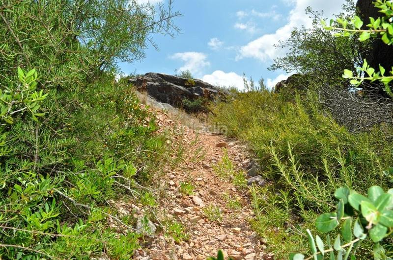 Foto 2d9bfaca-6b28-4ab4-a576-d8a477e16151. Fondo rustico in camí del barranc de la llet 26 in Tortosa