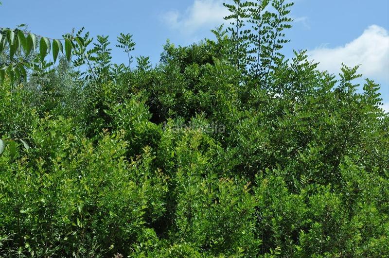 Foto 49c32645-e91a-40fc-a9e6-e4e526214845. Fondo rustico in camí del barranc de la llet 26 in Tortosa