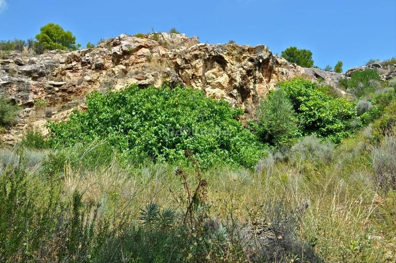 Foto b0412cf3-21e1-4388-a250-acf0ff7afbbe. Fondo rustico in camí del barranc de la llet 26 in Tortosa