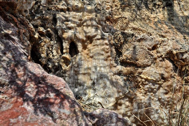 Foto ea697bc6-48ec-44ae-9ce3-9c05093ceb14. Fondo rustico in camí del barranc de la llet 26 in Tortosa