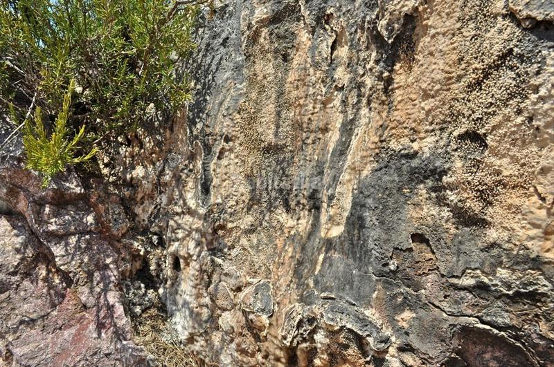 Foto f32abbed-ff38-4469-b39c-3b253b7f7fc1. Fondo rustico in camí del barranc de la llet 26 in Tortosa