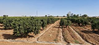 Finca rústica a Brenes. Fantástica parcela de recreo a 3 kilómetros de brenes