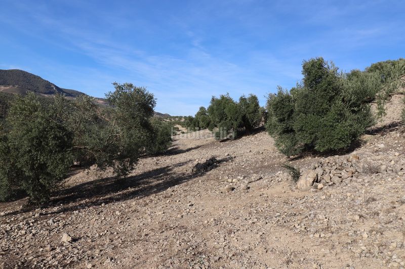 Foto c29d6df3-e27b-4ce6-9fc9-13040e109a44. Finca rústica en n/a en Íllora