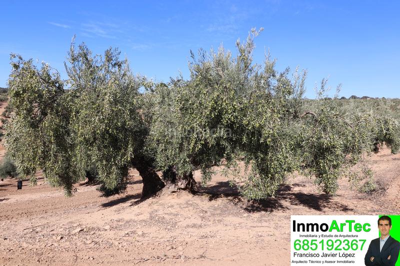 Foto eee5e058-4fd7-4ad7-865b-17e2a3a920ac. Masía casa cortijo y campo de olivos en Iznalloz