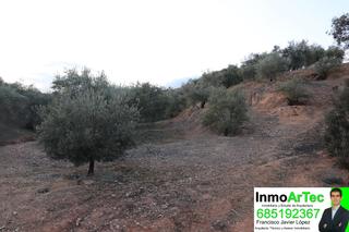 Rural plot in Calle pilar alto 20