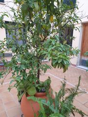 Maison jumelée à Sta. Marina - San Andrés - San Pablo - San Lorenzo