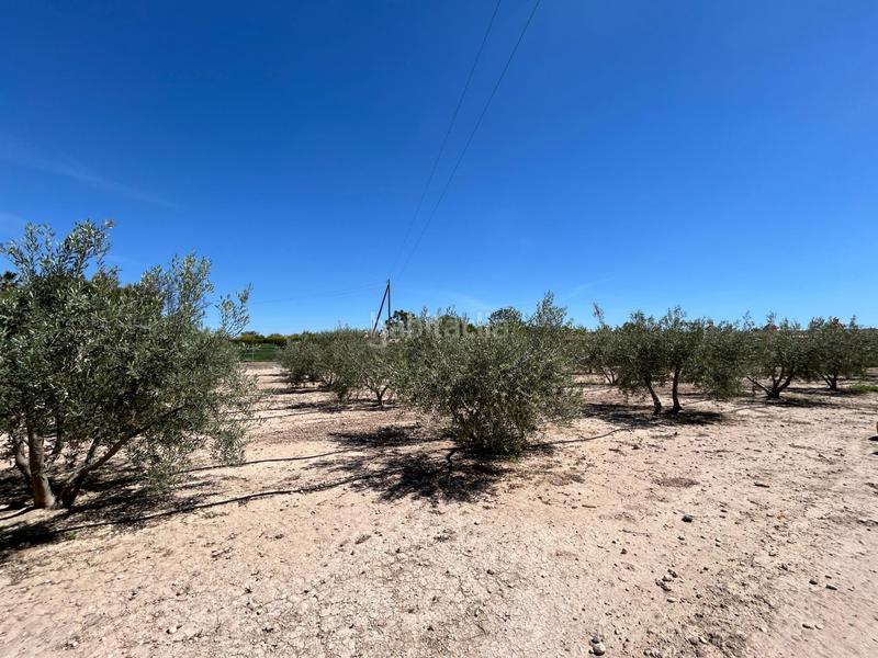 Foto b5f1346e-8f84-461e-8ea8-5902a088e5e0. Chalet mit parking in Centro Elche / Elx