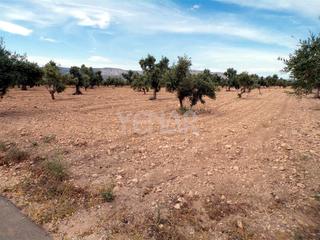 Finca rústica a Biar. Terreno en biar
