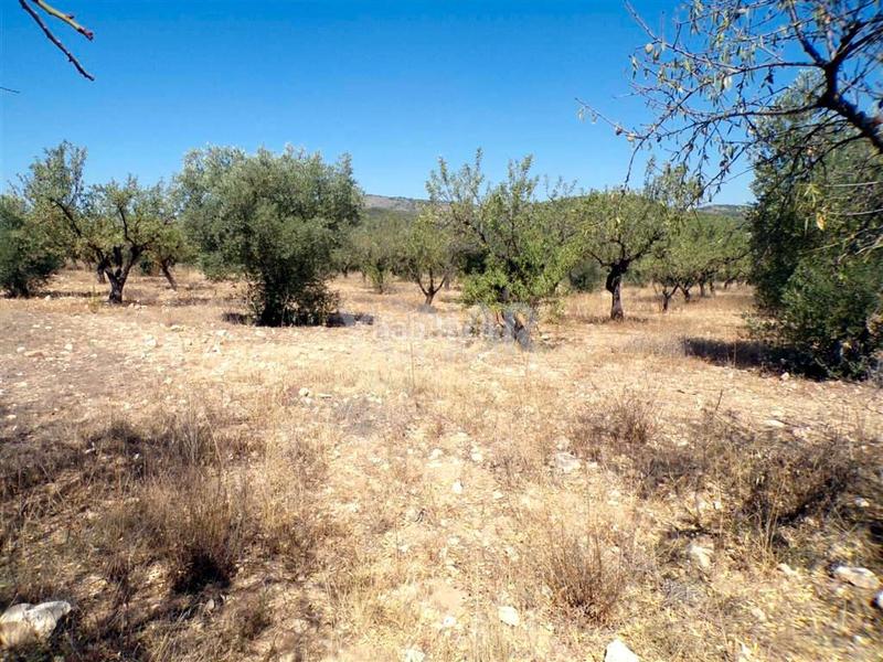 Foto 209a1f35-5a6c-487f-854d-b8978a2d9cd3. Finca rústica a Castalla