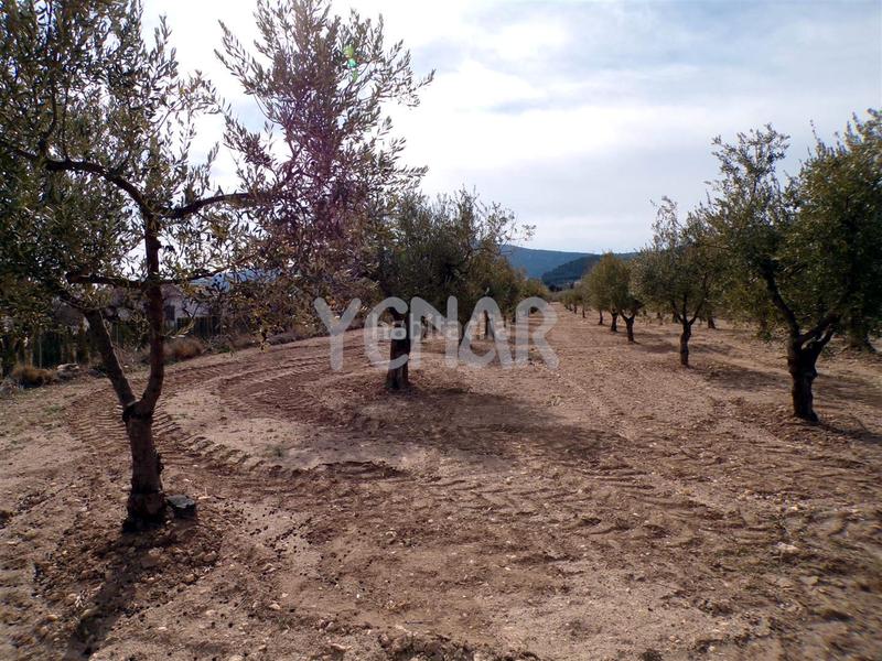 Foto ca36077b-bb2e-44c6-b59b-b15e803f272e. Rural plot in Castalla