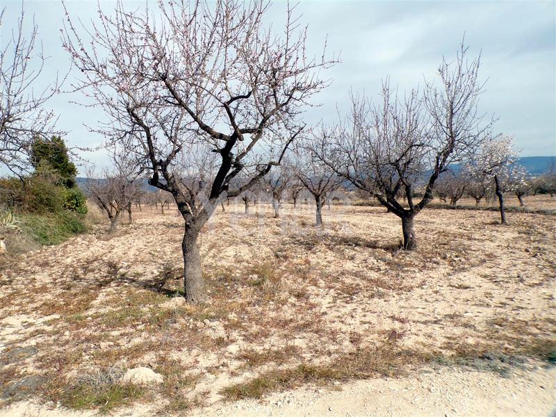 Foto eacdaf72-7339-42dd-af1f-bea0ecb5a968. Rural plot in Castalla