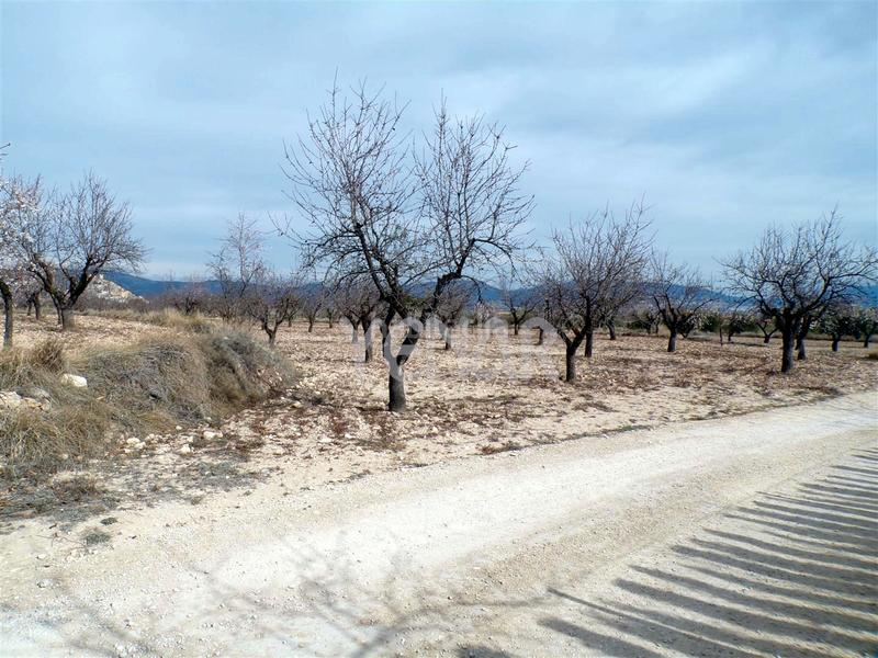 Foto 5bbaa390-494b-4b60-896e-aa79a7b2e588. Finca rústica a Castalla