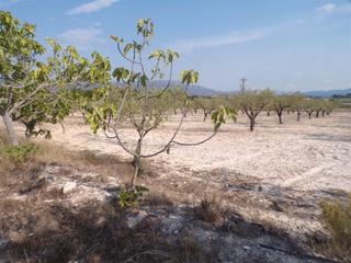 Finca rústica en Castalla. Parcela en castalla Finca rústica en Castalla. Parcela en castalla
