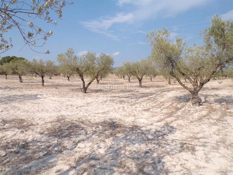 Foto 13ba998a-8392-4b7d-901e-a7231ddc2b4f. Rural plot in Castalla