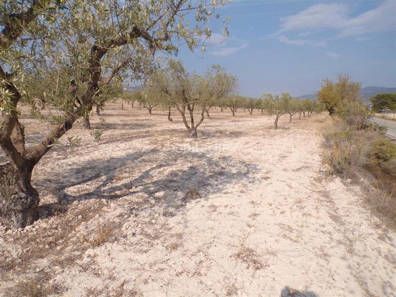 Foto 1bcff456-edc6-4a15-b937-858dc77253d9. Rural plot in Castalla