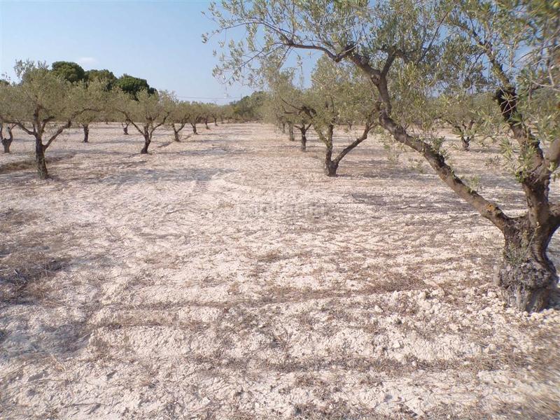 Foto 2c64ef48-c303-4b8a-b539-9be915d19ea4. Rural plot in Castalla