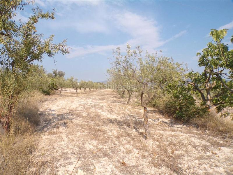 Foto 52d94f1b-5332-4e62-9810-83415998b099. Rural plot in Castalla