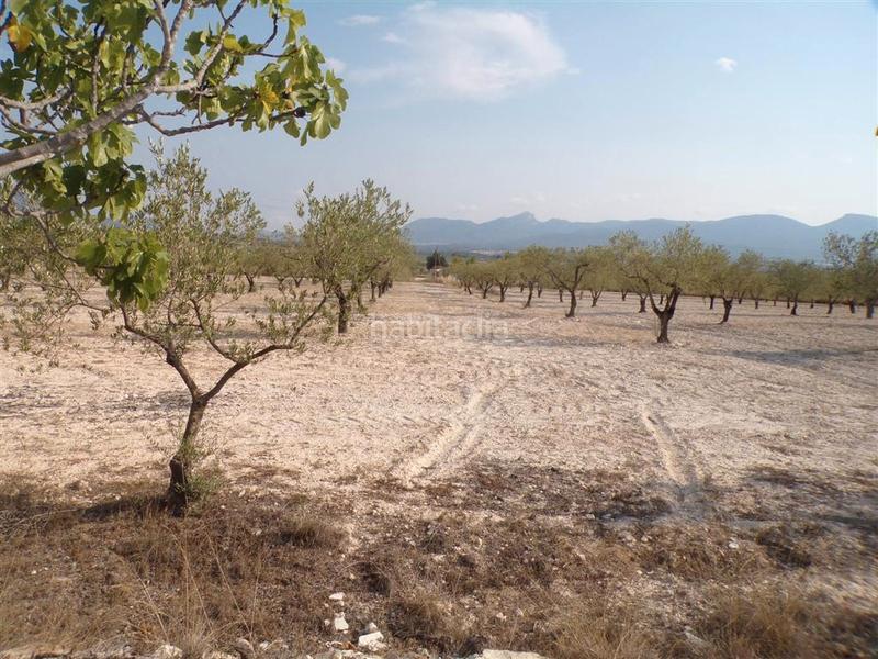 Foto 6921dd49-9911-4b90-ab0e-dbb30cfc2dde. Rural plot in Castalla