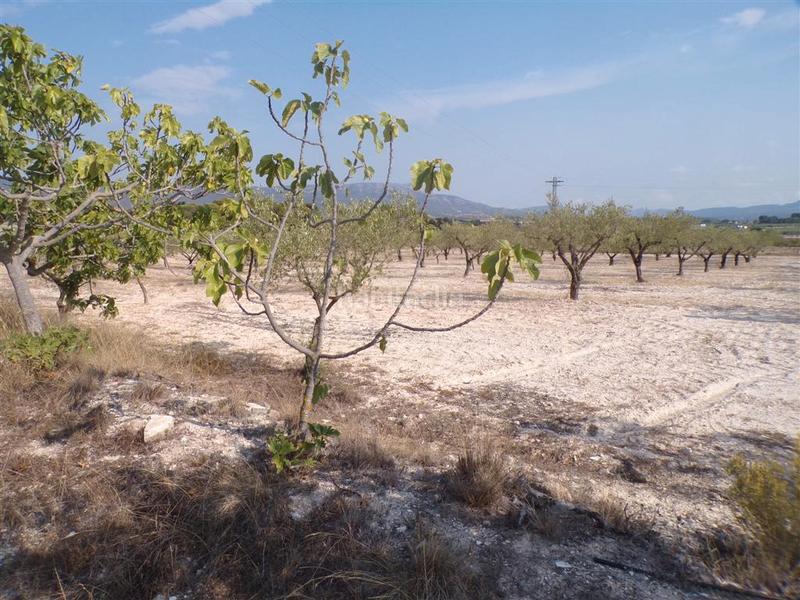 Foto ac1785ea-bfa9-4d4f-ae66-0b32a220da2f. Rural plot in Castalla