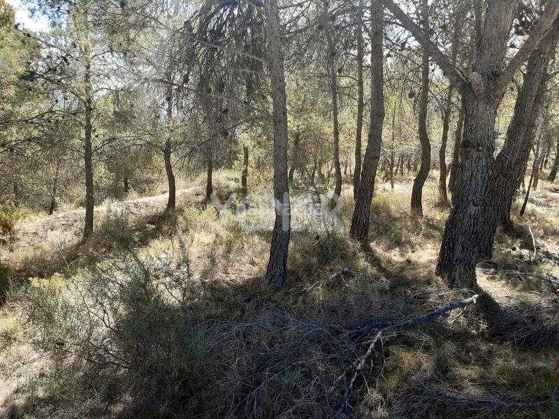 Foto 22d5331f-242d-4eff-8f70-83eca2db1f6d. Rural plot in Castalla