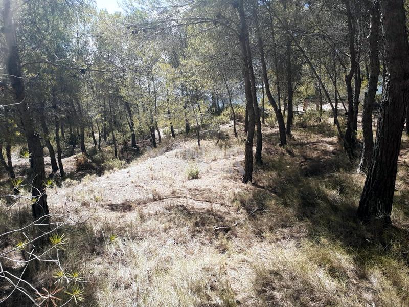 Foto 9dd63321-e7c5-4bd1-8fc7-d3ab8f6c9eb4. Rural plot in Castalla