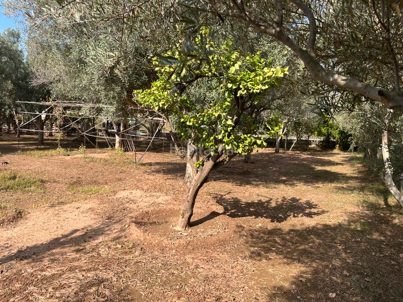 Foto 868752c3-3d08-4e1e-807a-1dc75fae0e38. Finca rústica a Massarojos Valencia