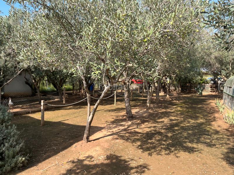 Foto eb381d70-34bf-4fe7-9612-4075a54a5eee. Finca rústica a Massarojos Valencia