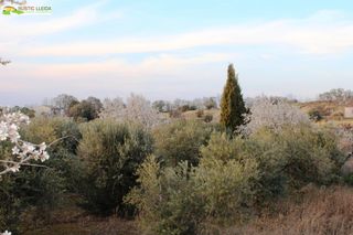 Geschäftsraum in Puiggròs. Finca de regadío de 11.000 m2 con almacén.