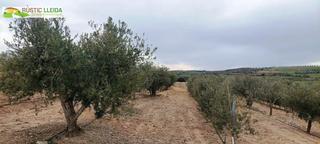 Finca rústica a Tàrrega. Finca rústica con olivos y almendros en el urgell.