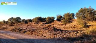Finca rústica a Puiggròs. En venta finca rústica de regadío con olivos.