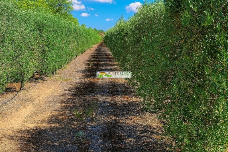 Foto 45d301a1-0a1f-4eed-bcdc-cf7853fa9037. Finca rústica una inversión con alma y futuro. en Castellserà