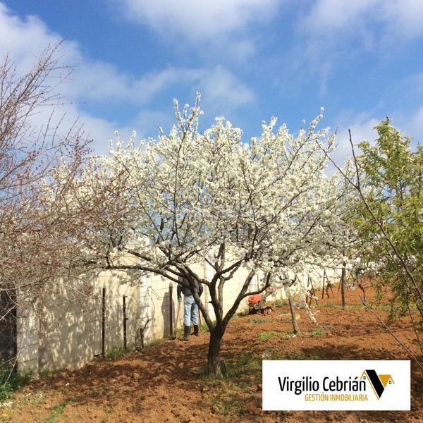 Foto 857b6e2d-63ca-4857-81d0-a5dcbee7e4c5. Casale in Centro Chipiona