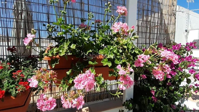 Foto d440cda0-9dbb-41e3-b2e3-45561f79a9f9. Pis a Alameda - Mentidero - Teatro Falla Cádiz