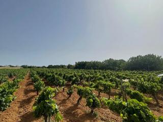 Terreny residencial a Los Franceses - La Vega. Terreno en venta en chiclana  marquesado