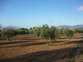 Rural plot  Calle matrimonio juan mora