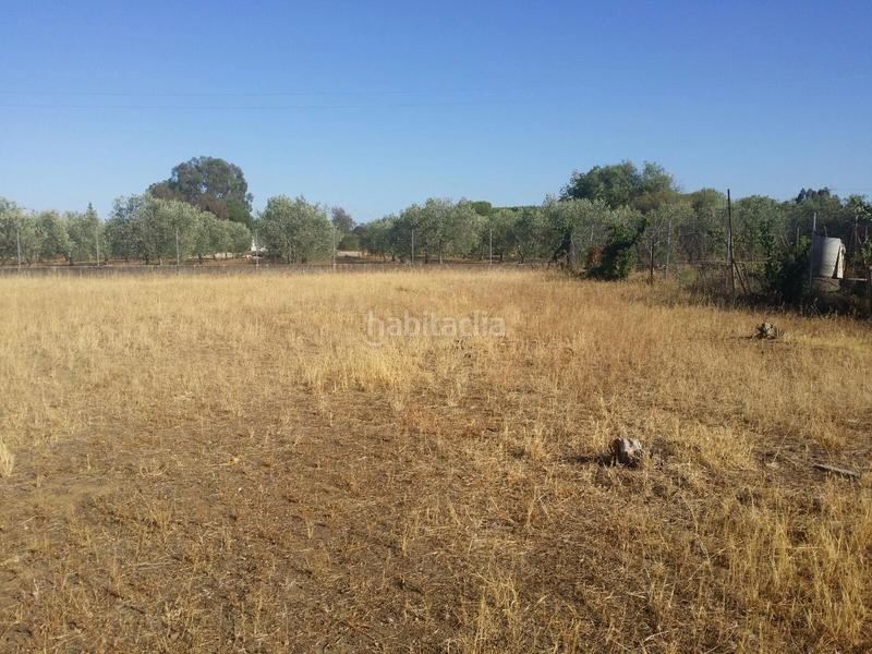 Foto 1309273c-d550-4bc5-bf1e-85bedbd905c6. Finca rústica a Carlota (La)