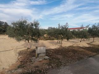 Propriété à Carlota (La). Parcela con olivos y agua en el arrecife, la carlota