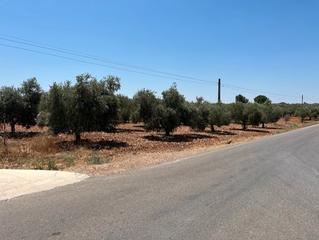 Finca rústica en Carlota (La). Parcela olivar el garabato, la carlota