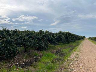 Fondo rustico in Fuente Palmera. Parcela rústica de naranjos en venta en fuente palmera