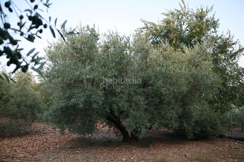 Foto 0dfb01af-db13-4bb0-82e9-814b28666091. Finca rústica a Carlota (La)