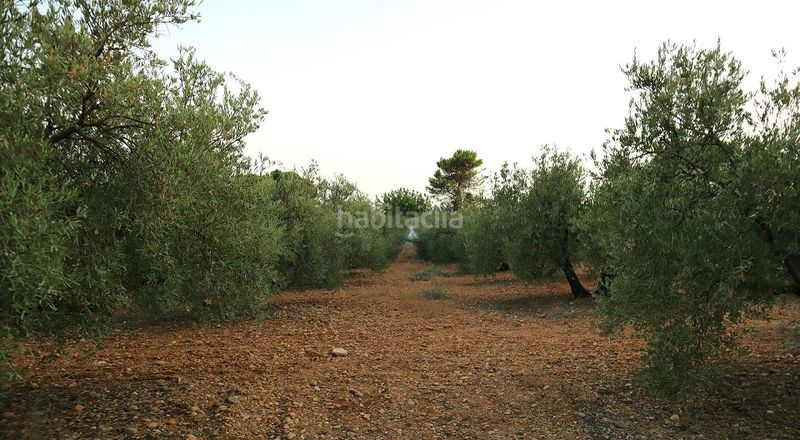 Foto 1bcfa103-77b6-47e1-8710-ca99882bdb15. Finca rústica a Carlota (La)
